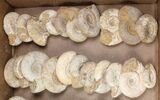Lot: Lbs Perisphinctes Ammonite Fossils - Pieces #103847-2